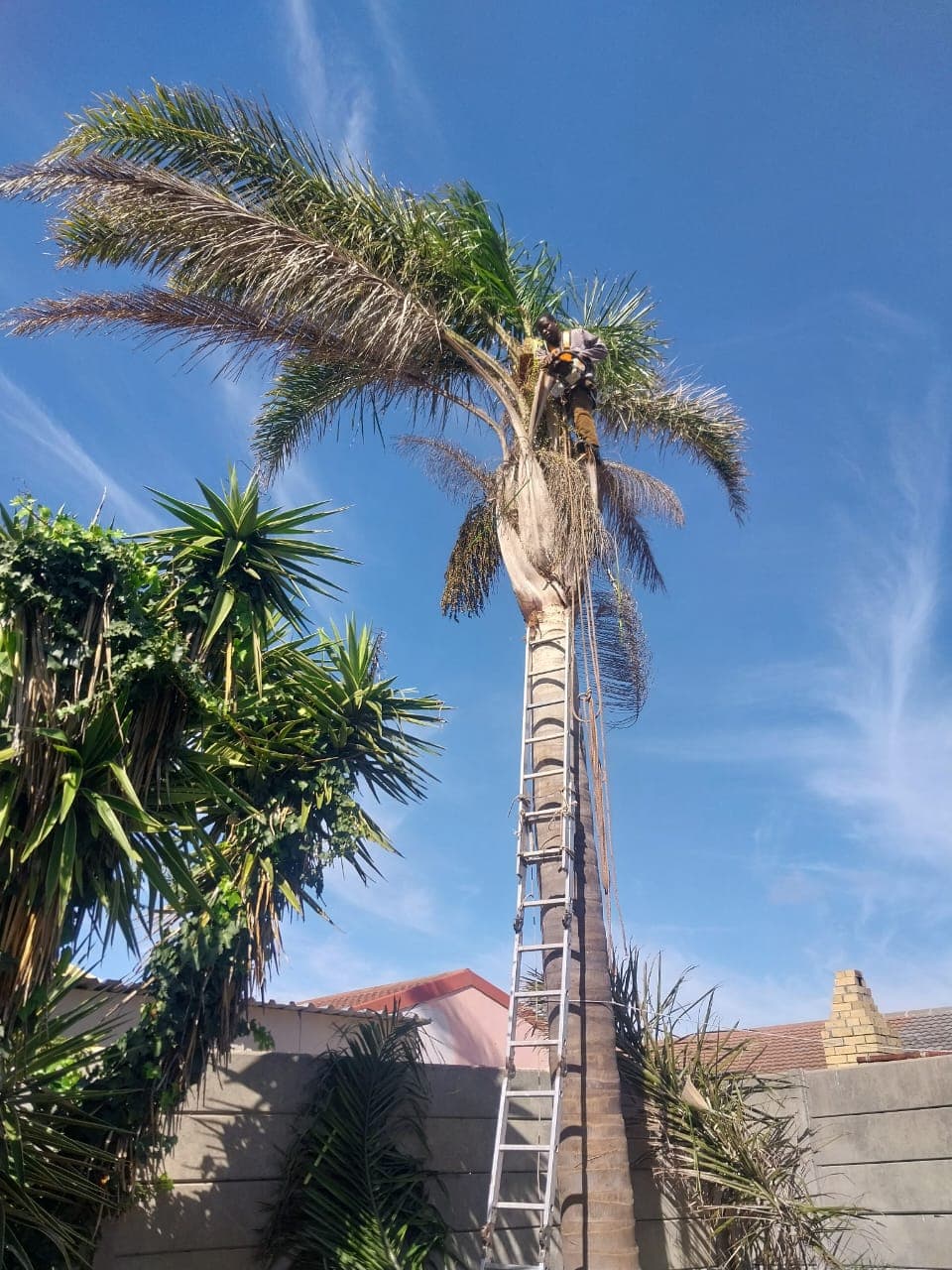 Professional tree care services in Cape Town